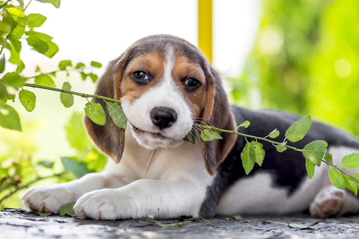 beagle pup kauwt op plant