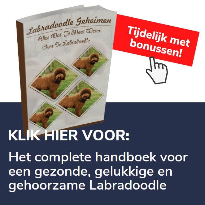 Labradoodle handboek