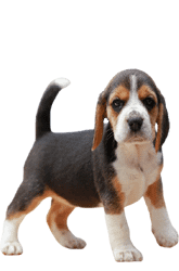 beagle opvoeden