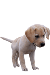 labrador opvoeden