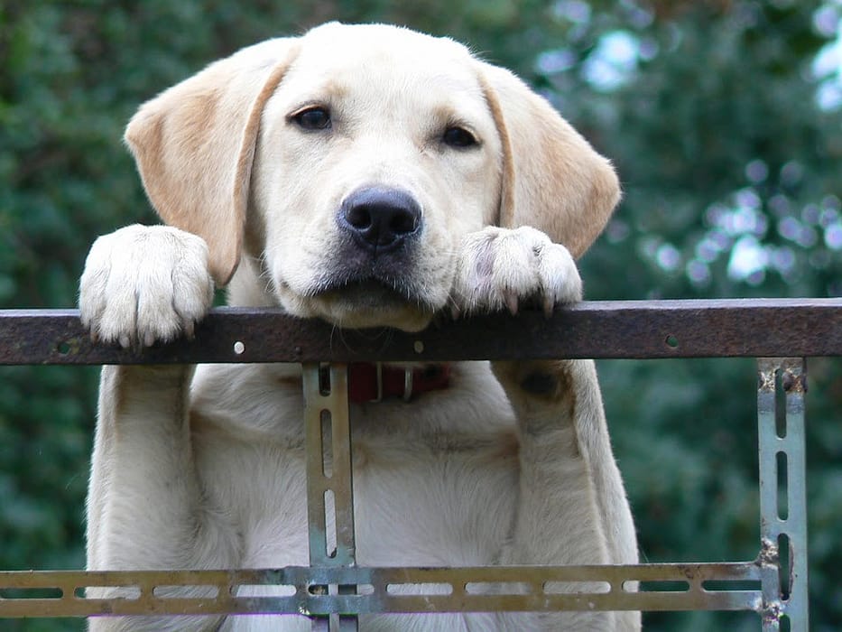 labrador opvoeden