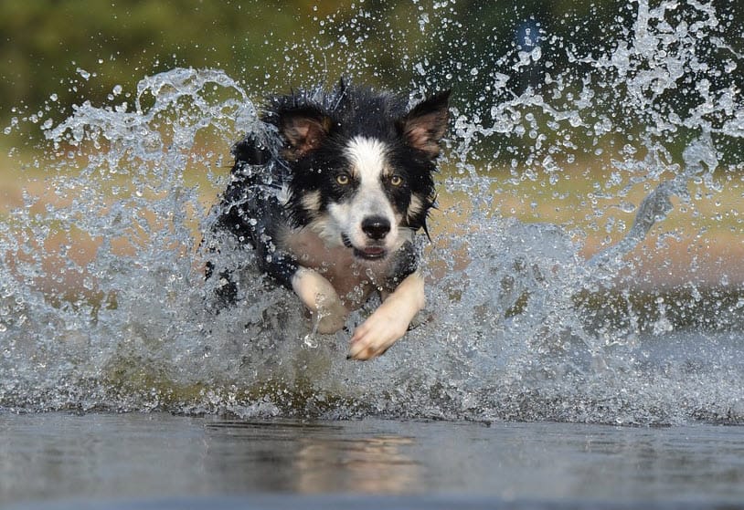 border collie opvoeden