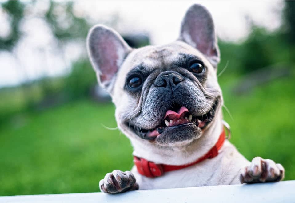 Franse bulldog opvoeden