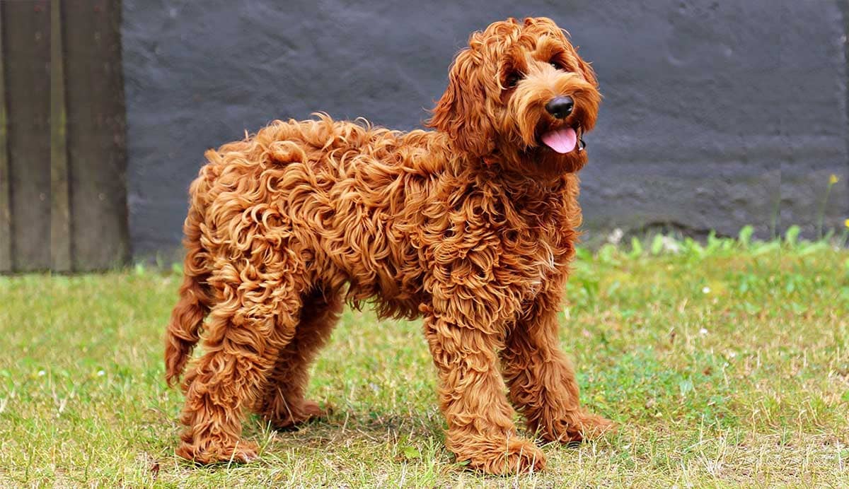 Labradoodle adopteren tips