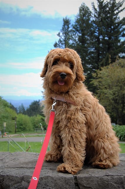 labradoodle adopteren